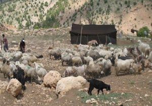 امدادرسانی جمعیت هلال احمر و اُمور عشایر به بیش از ۵۰۰ خانوار عشایری بهمئی در پی بارش های اخیر