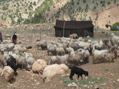 امدادرسانی جمعیت هلال احمر و اُمور عشایر به بیش از ۵۰۰ خانوار عشایری بهمئی در پی بارش های اخیر